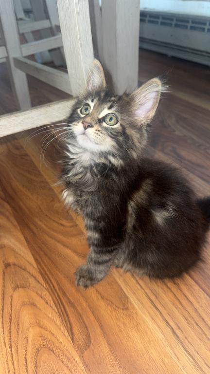 MaleMaineCoon