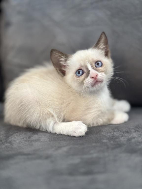 Adorable Siamese Kitty
