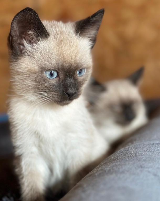 Adorable Siamese Kitty photo 2