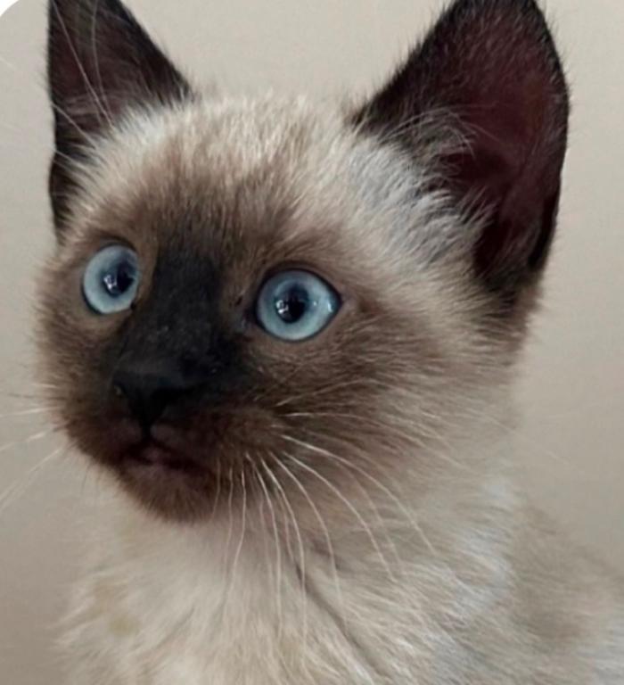 Adorable Siamese Kitty photo 1