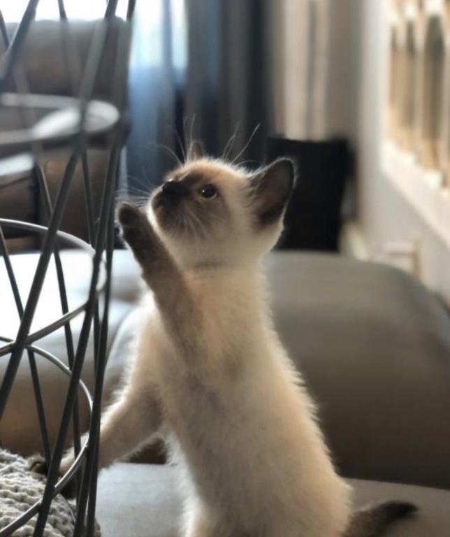 Adorable Siamese Kitty photo 3