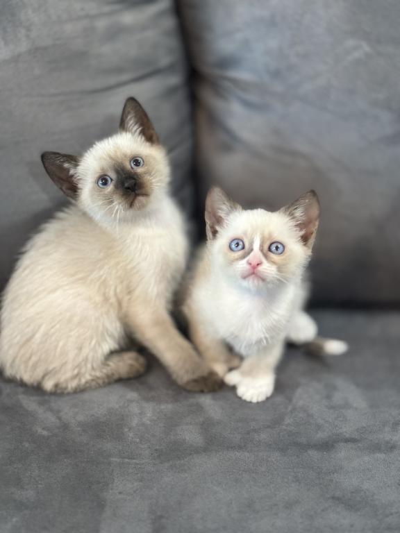 Adorable Siamese Kitty photo 2