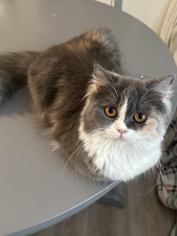 Calico Doll Face Persian