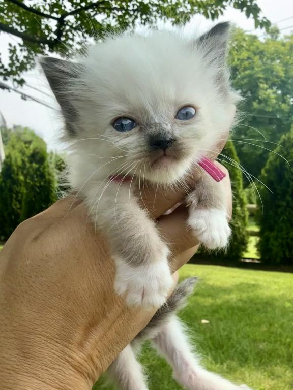 Hot Pink Collar Female Seal Mitted