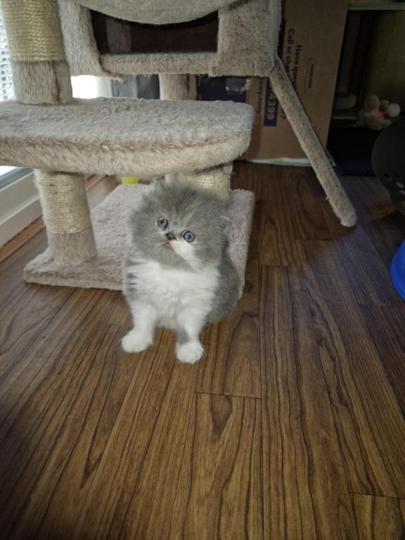PERSIAN & EXOTIC SHORTHAIR photo 2