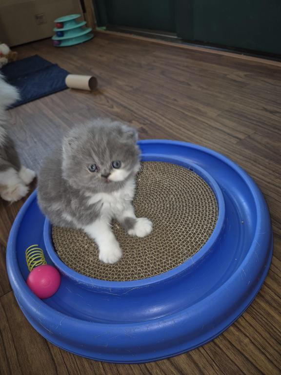 PERSIAN & EXOTIC SHORTHAIR photo 1