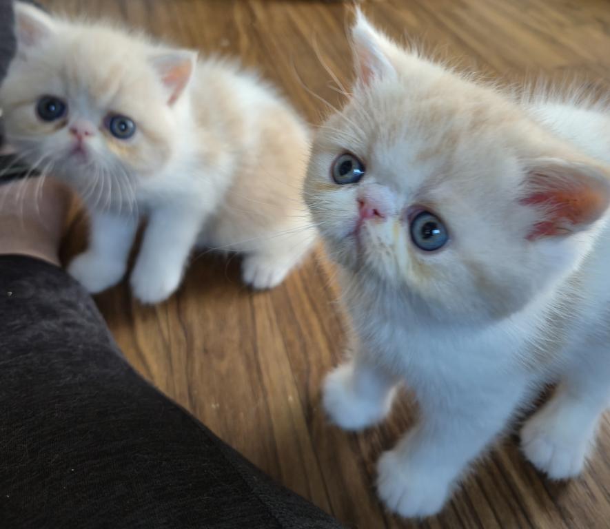 PERSIAN & EXOTIC SHORTHAIR photo 2