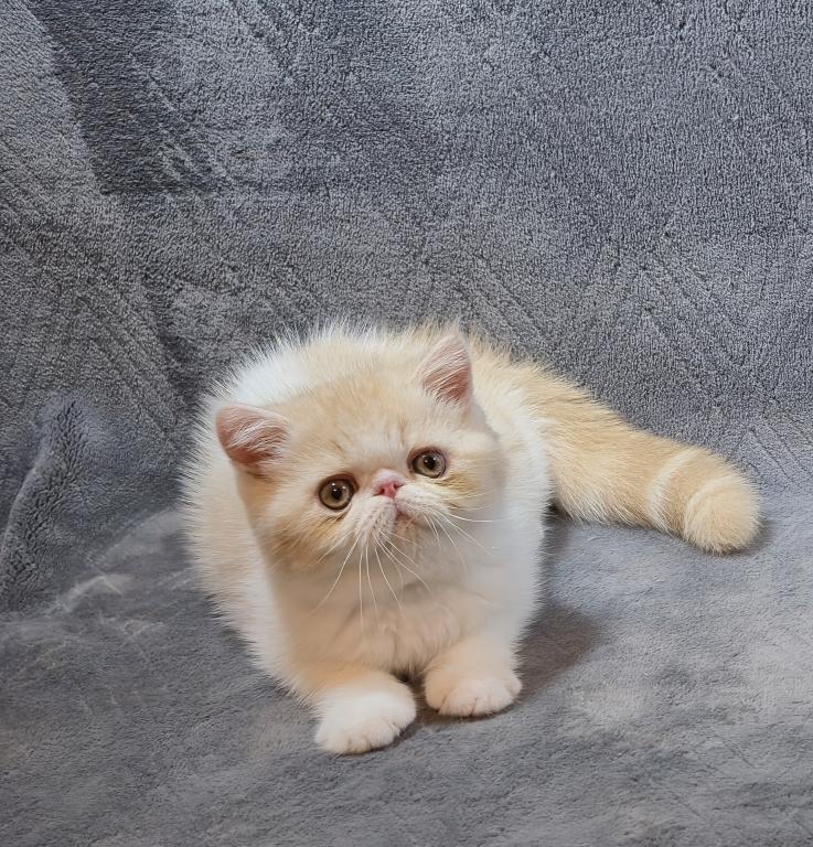 PERSIAN & EXOTIC SHORTHAIR photo 4