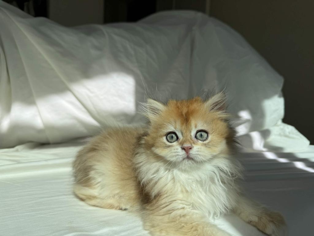 British Longhair Female Golden photo 2