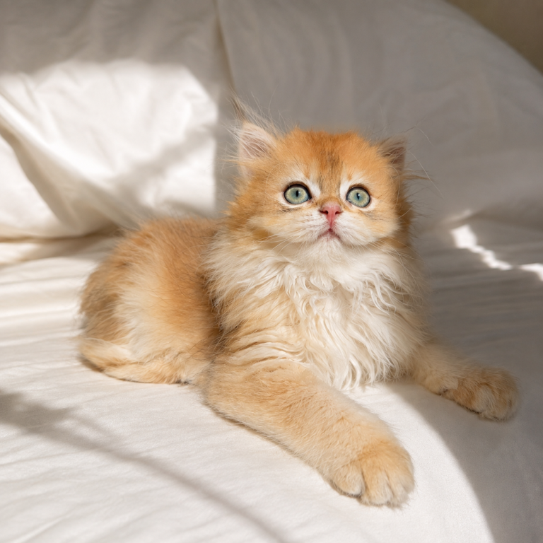 British Longhair Female Golden photo 1