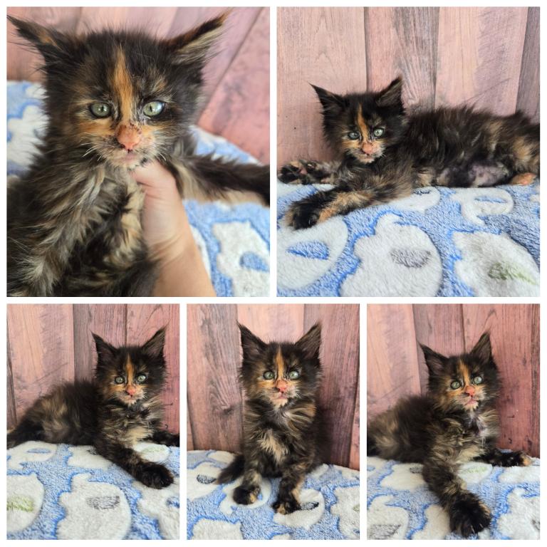 Tortie photo 2