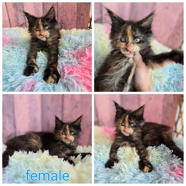 Tortie