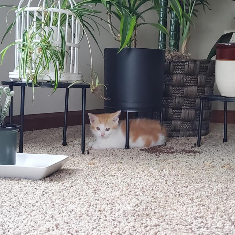 Fluffy photo 2