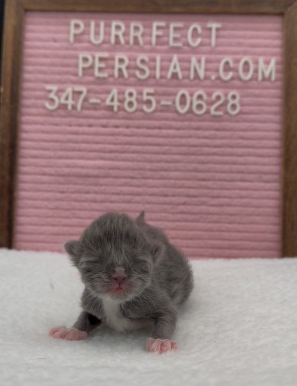 Blue's Litter photo 4