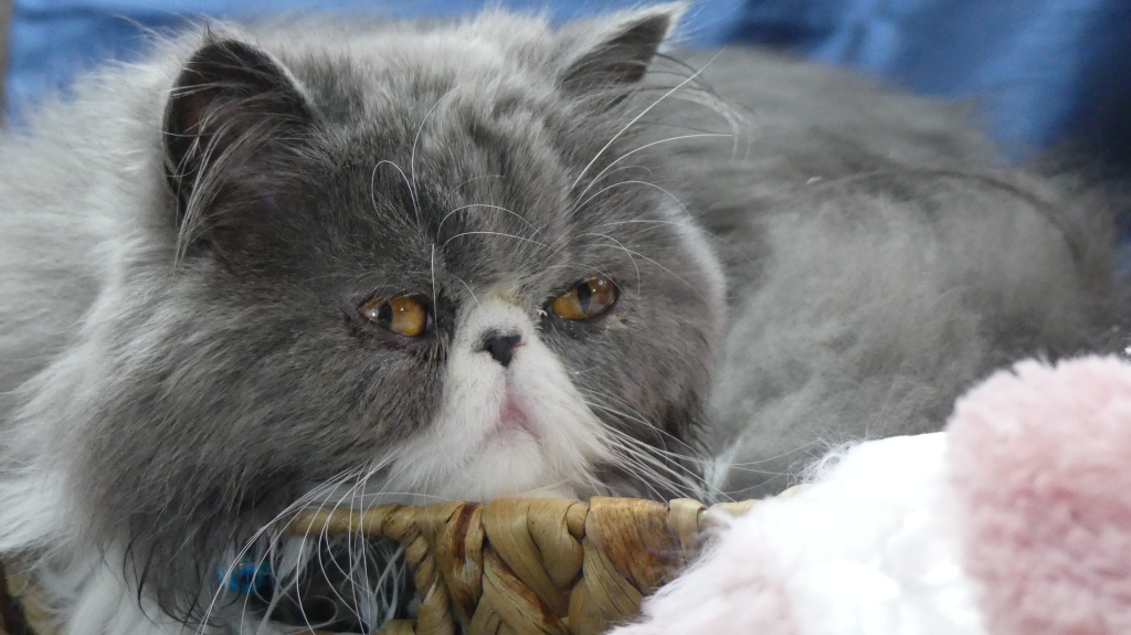 Blue's Litter photo 3