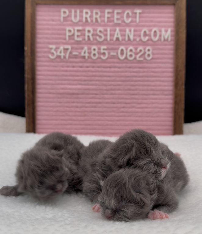 Blue's Litter photo 6