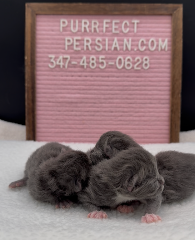 Blue's Litter photo 1