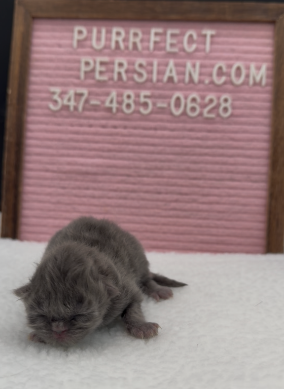 Blue's Litter photo 7