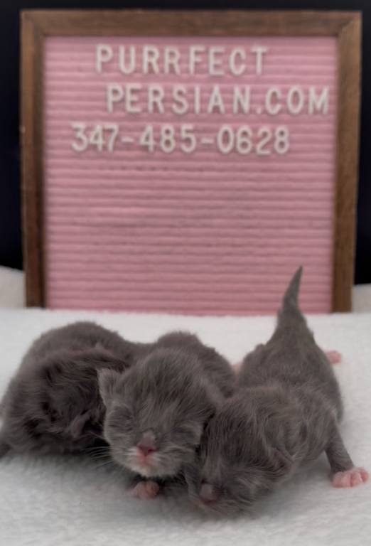 Blue's Litter photo 5