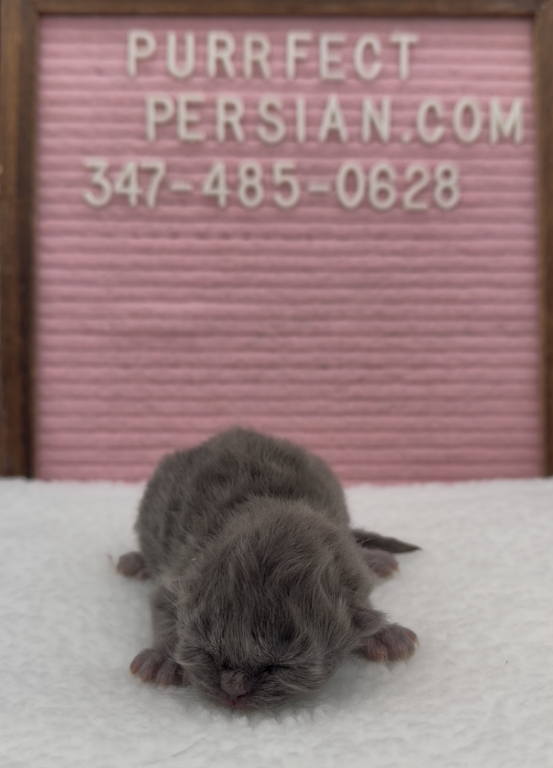 Blue's Litter photo 8