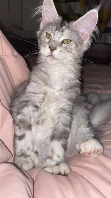 Stormys First Litter photo 7