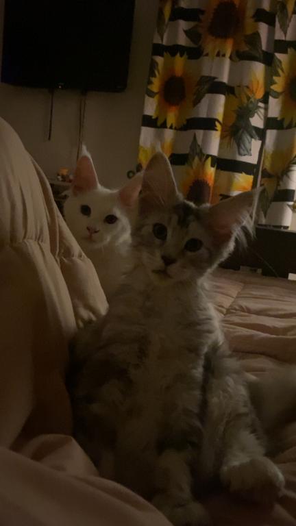 Stormys First Litter photo 8