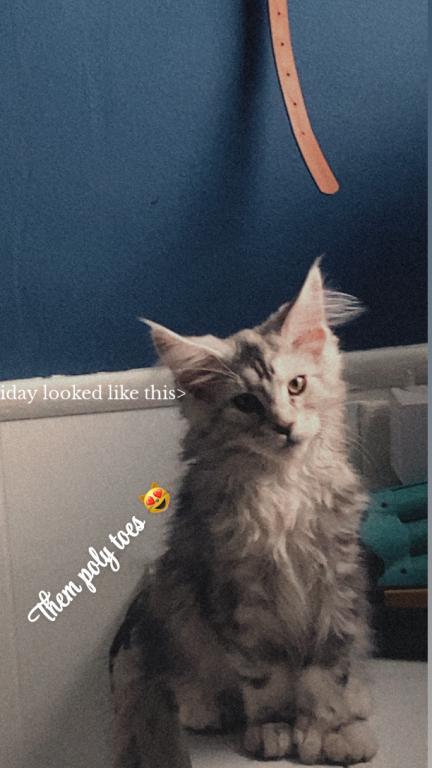 Stormys First Litter photo 2
