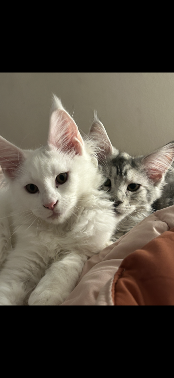 Stormys First Litter photo 5