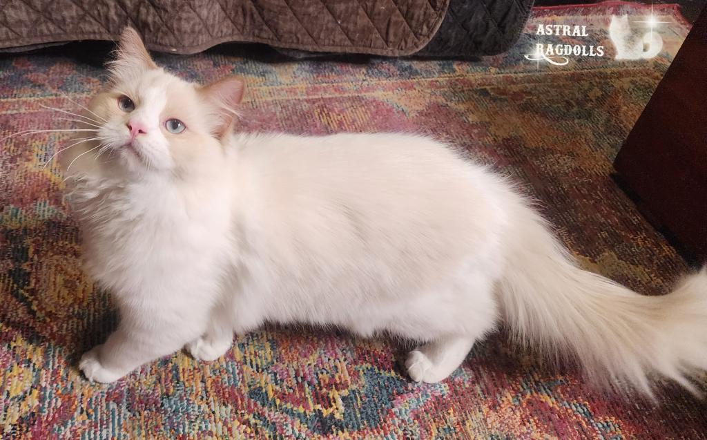 Caspian photo 3