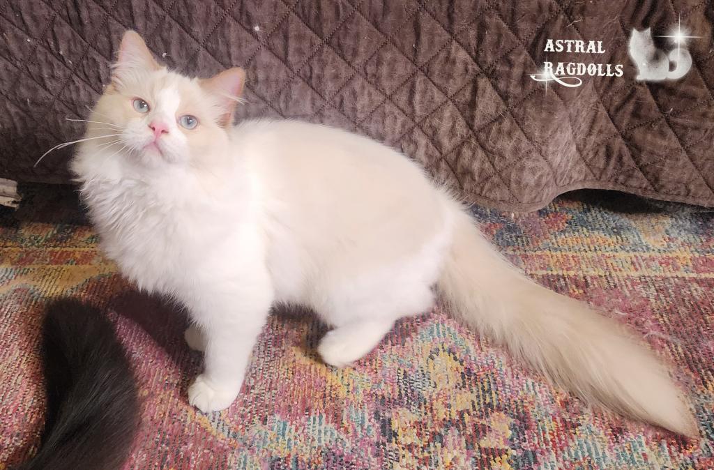Caspian photo 2