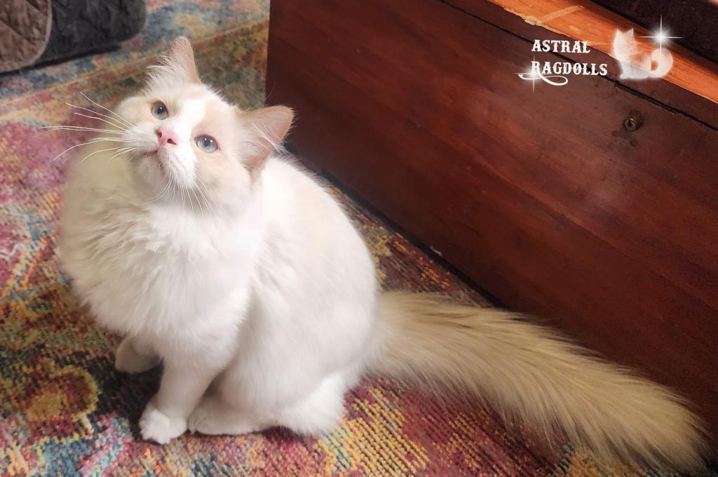 Caspian photo 5