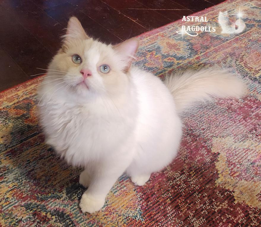 Caspian photo 1