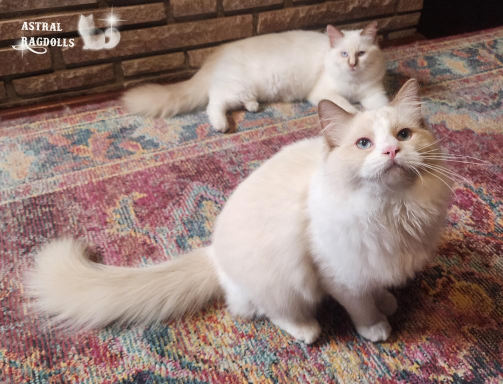 Caspian photo 4