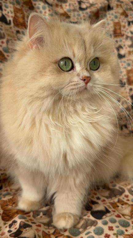 Biscuit photo 3