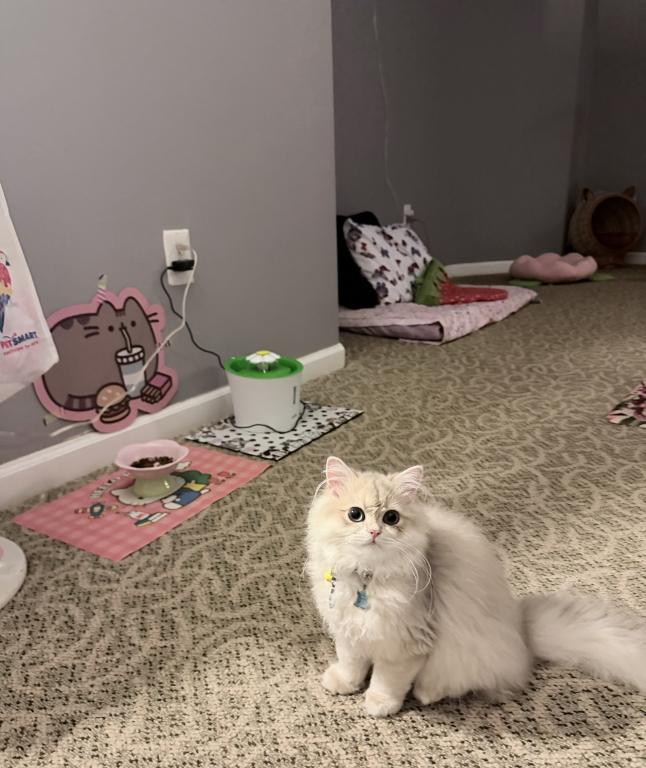 Casper photo 2