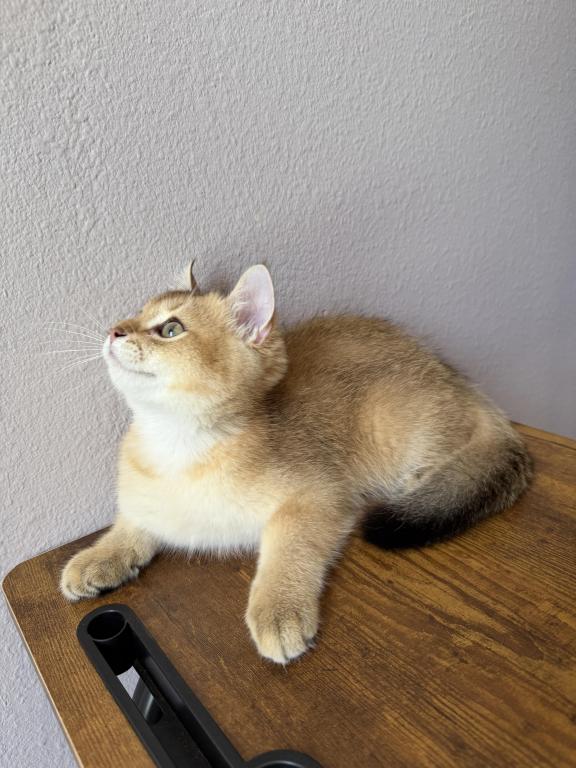 Golden Color Lovely Male Kitten photo 11