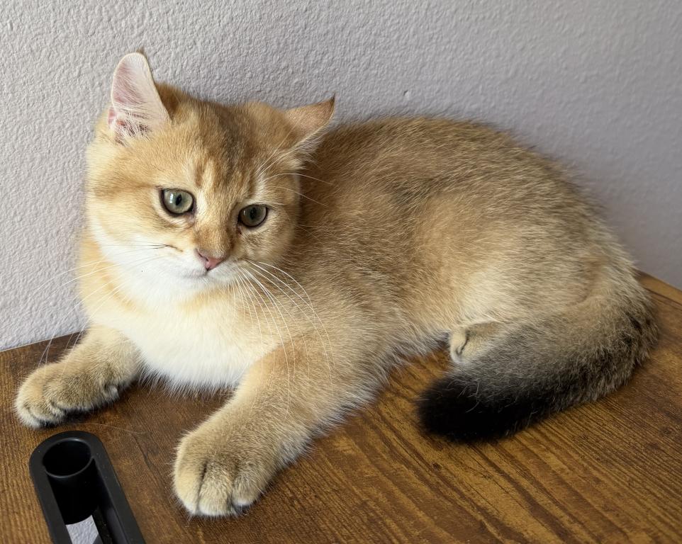 Golden Color Lovely Male Kitten photo 12