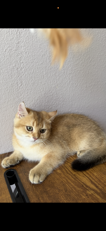 Golden Color Lovely Male Kitten photo 4