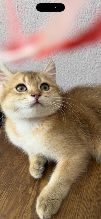 Golden Color Lovely Male Kitten photo 3