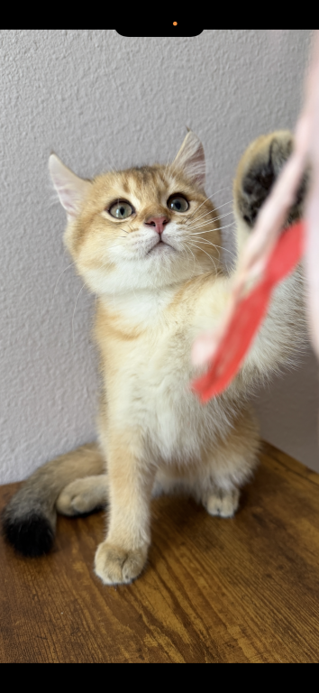 Golden Color Lovely Male Kitten photo 7