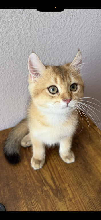 Golden Color Lovely Male Kitten photo 9