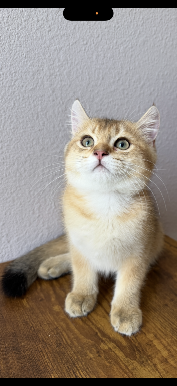 Golden Color Lovely Male Kitten photo 6