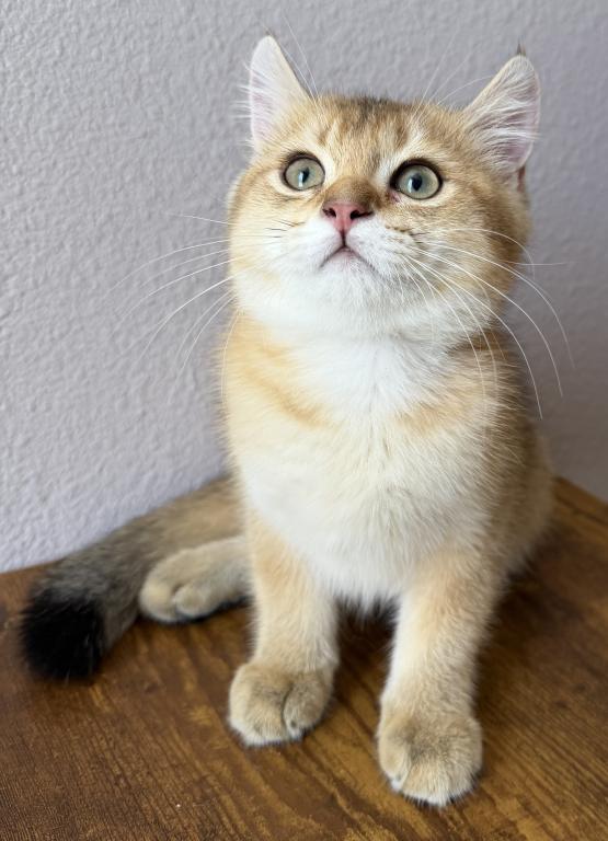 Golden Color Lovely Male Kitten photo 13