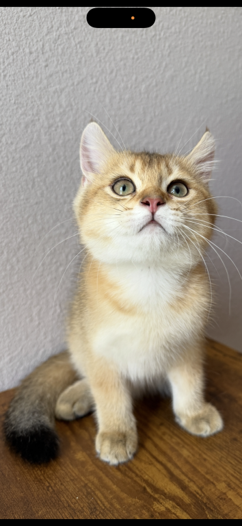 Golden Color Lovely Male Kitten photo 10