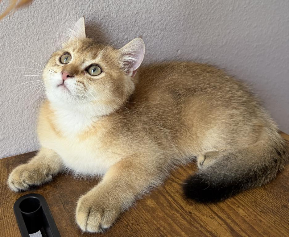 SUMMER SALE Golden Color Lovely Male Kitten