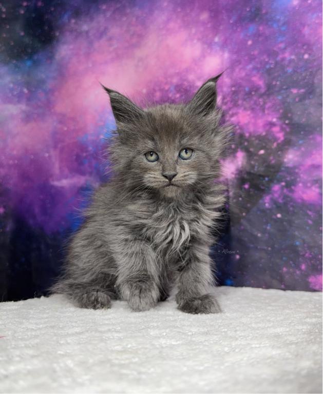 Asuna Litter photo 3