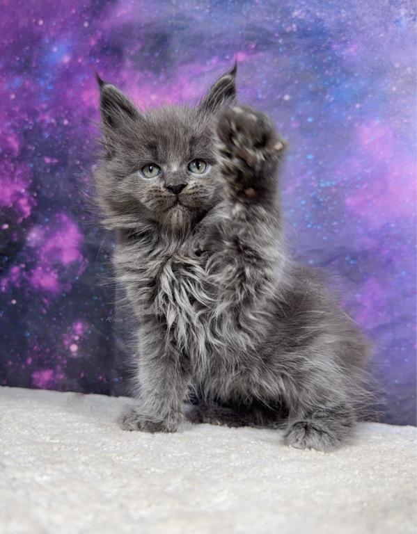 Asuna Litter photo 1