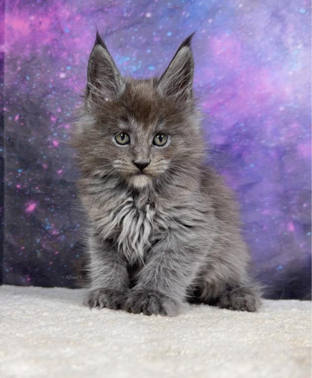 Asuna Litter photo 7