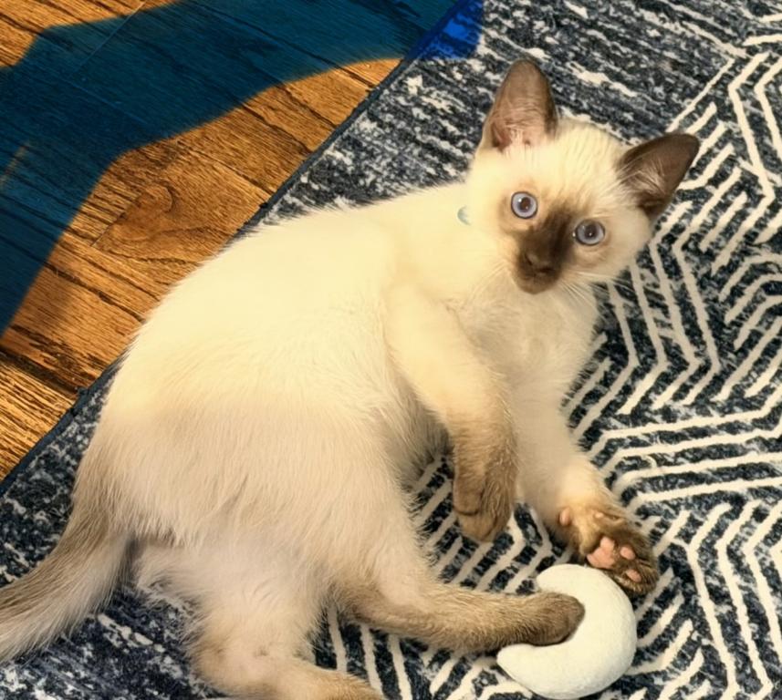 Litter 1 photo 1