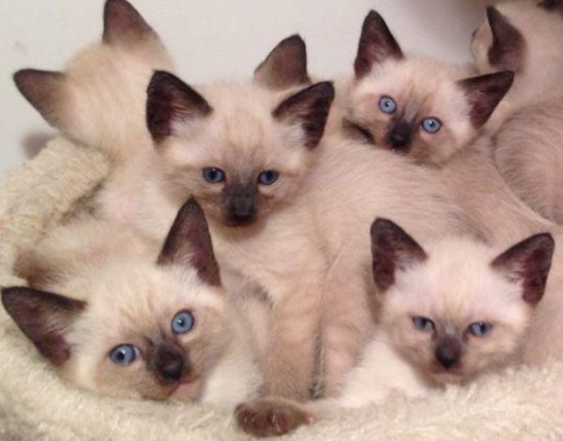 Siamese Litter photo 1